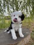 Border Collie preto e branco