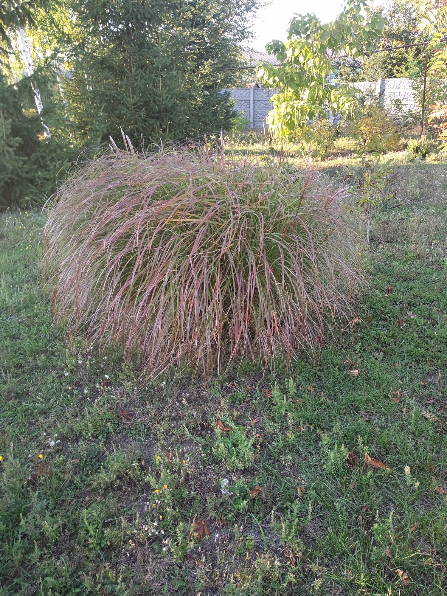 Продам міскантус