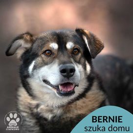 Bernie szuka kochającego domu! OTOZ Animals Schronisko Ciapkowo.