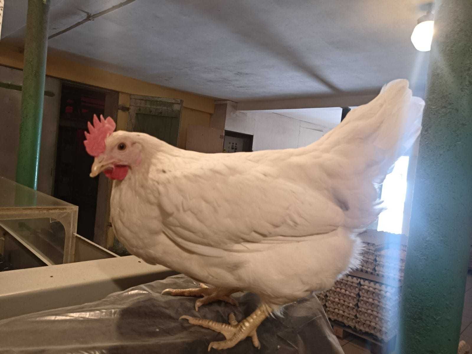 Kury NIOSKI z wolnego wybiegu ! Rossa Leghorn Messa Dominant !