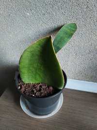 Sansevieria Mosaniana