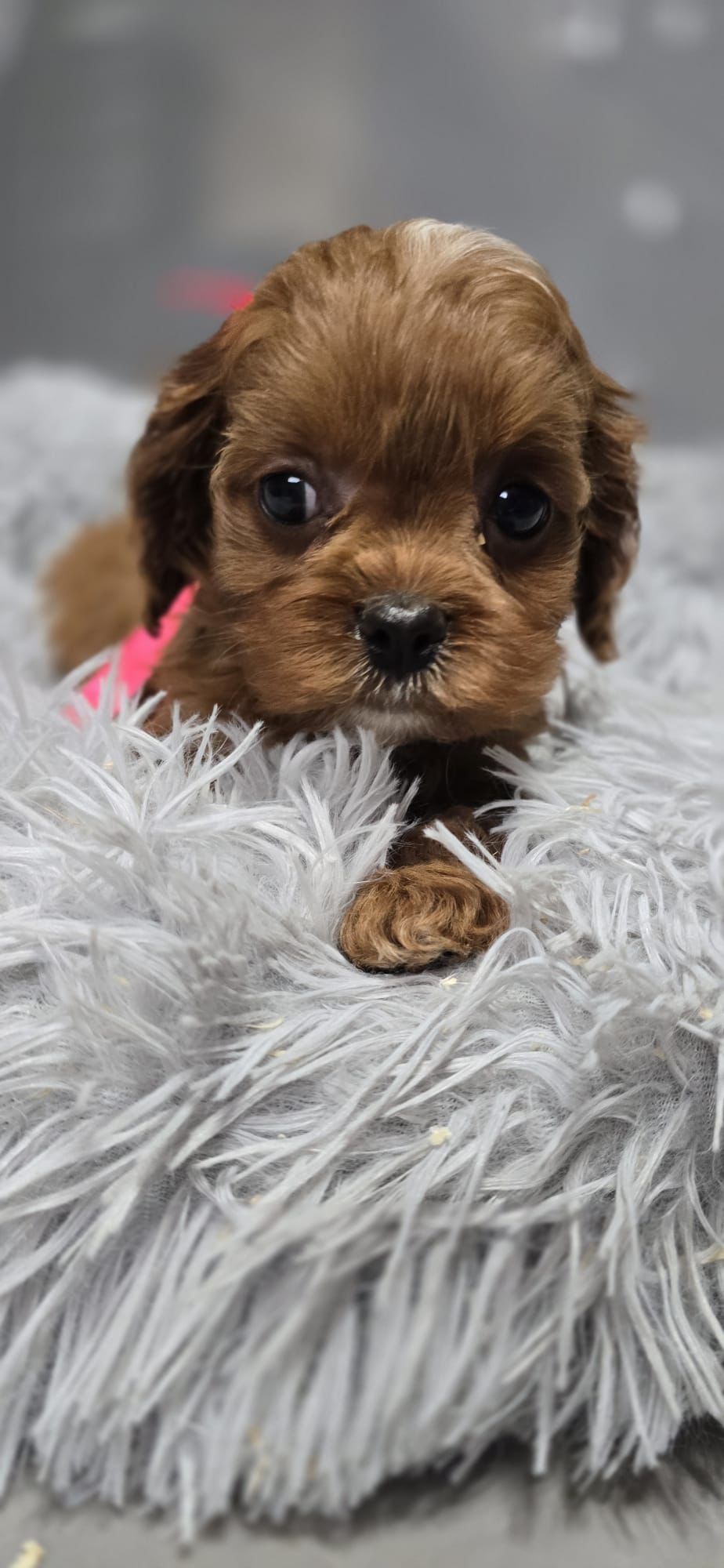 Bardzo ciemna Cavapoo RODOWÓD Badania genetyczne BIOSENSOR szkolenie