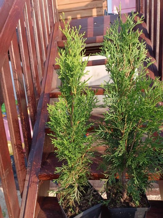 Tuja szmaragd 50 cm - 70 cm wysokości