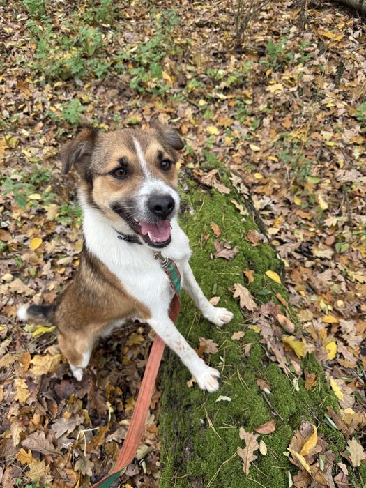 Zyzio – młody, wulkan energii szuka aktywnego domu!