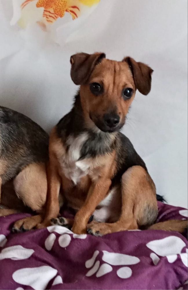 Pieski do adopcji
