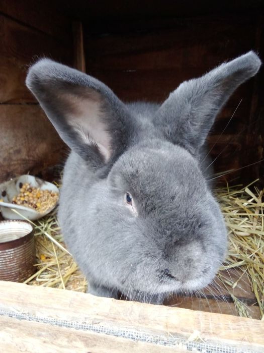 Кролі на маточне поголів'я