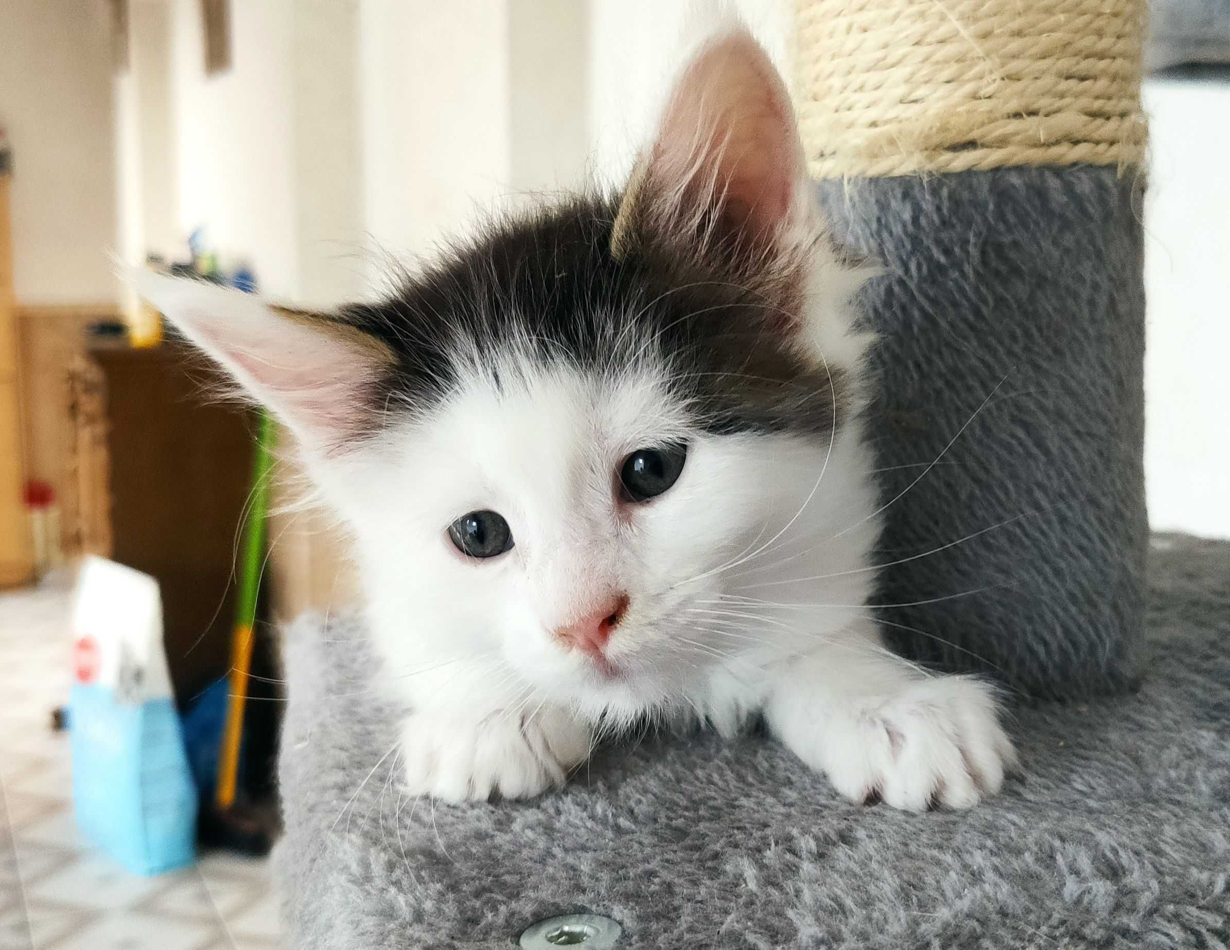 Maine Coon - kotka biała w ciemne łatki