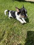 Jack Russell Terrier syczka Bibi