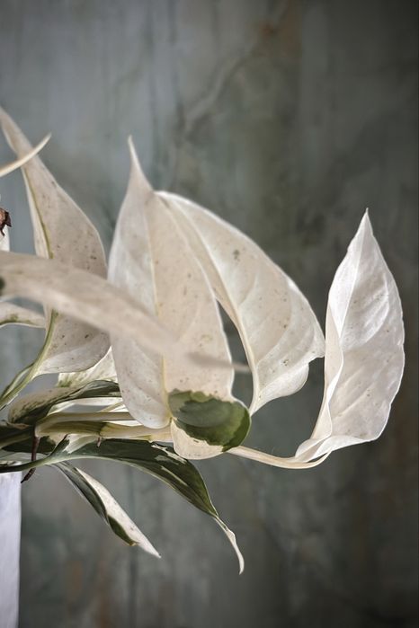 Monstera laniata variegata - kolekcjonerska roślina pnącze, dużo bieli