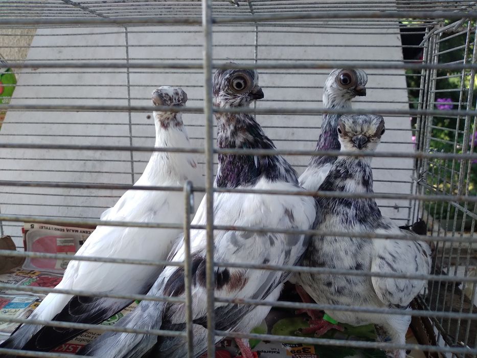 Młode szeki sprzedam