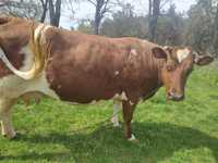 Корова червоно-ряба