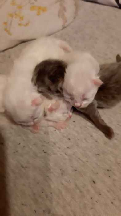 Koty persy ogłoszenie poglądowe informujące do zapoznania