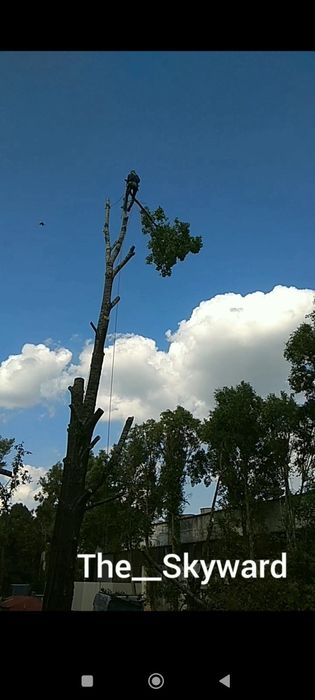Спилить дерево без вышки. Арборист, г.Днепр.