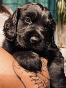 Cocker Spaniel angielski Piesek Rodowód