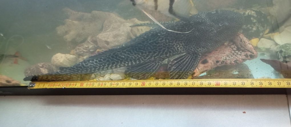 Glonojad lamparci 35cm