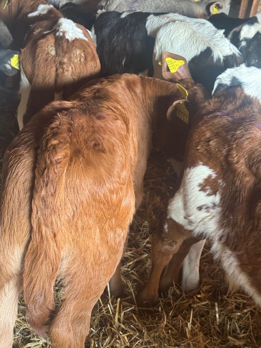 Sprzedam cielaki mięsne z odpajalni 20szt