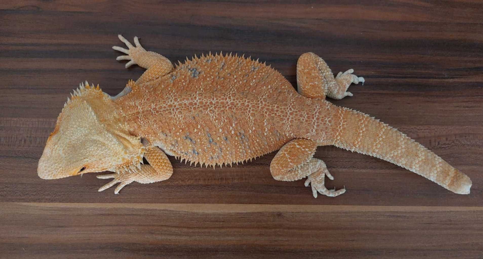 Agama brodata Orange/Red het witblits/trans/hypo/leatherback