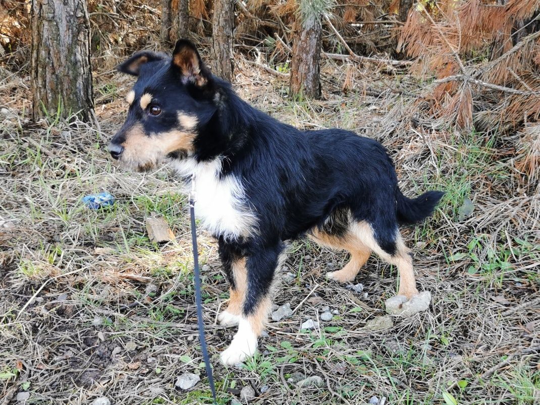 ZIGI młody malutki psiak szuka domu