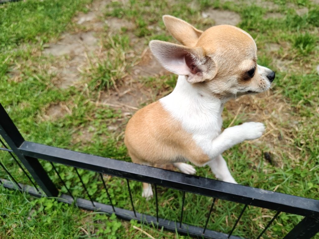 Chihuahua 4 miesiące, a waga tylko 1,1 kg, śliczna, odważna, rodowód