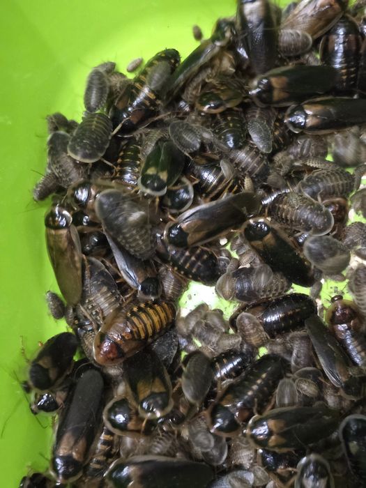 Аргентинський тарган Блаптика