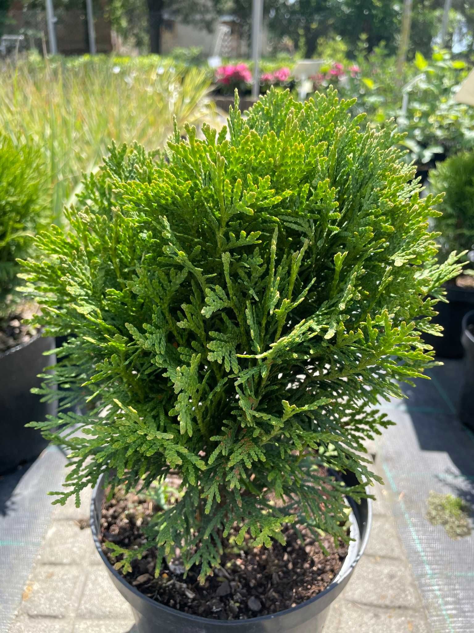 Thuja occidentalis Danica żywotnik zachodni