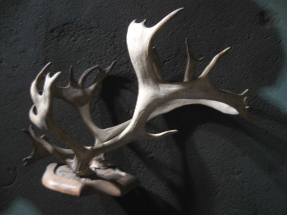 Роги оленя для оздоблення приміщень