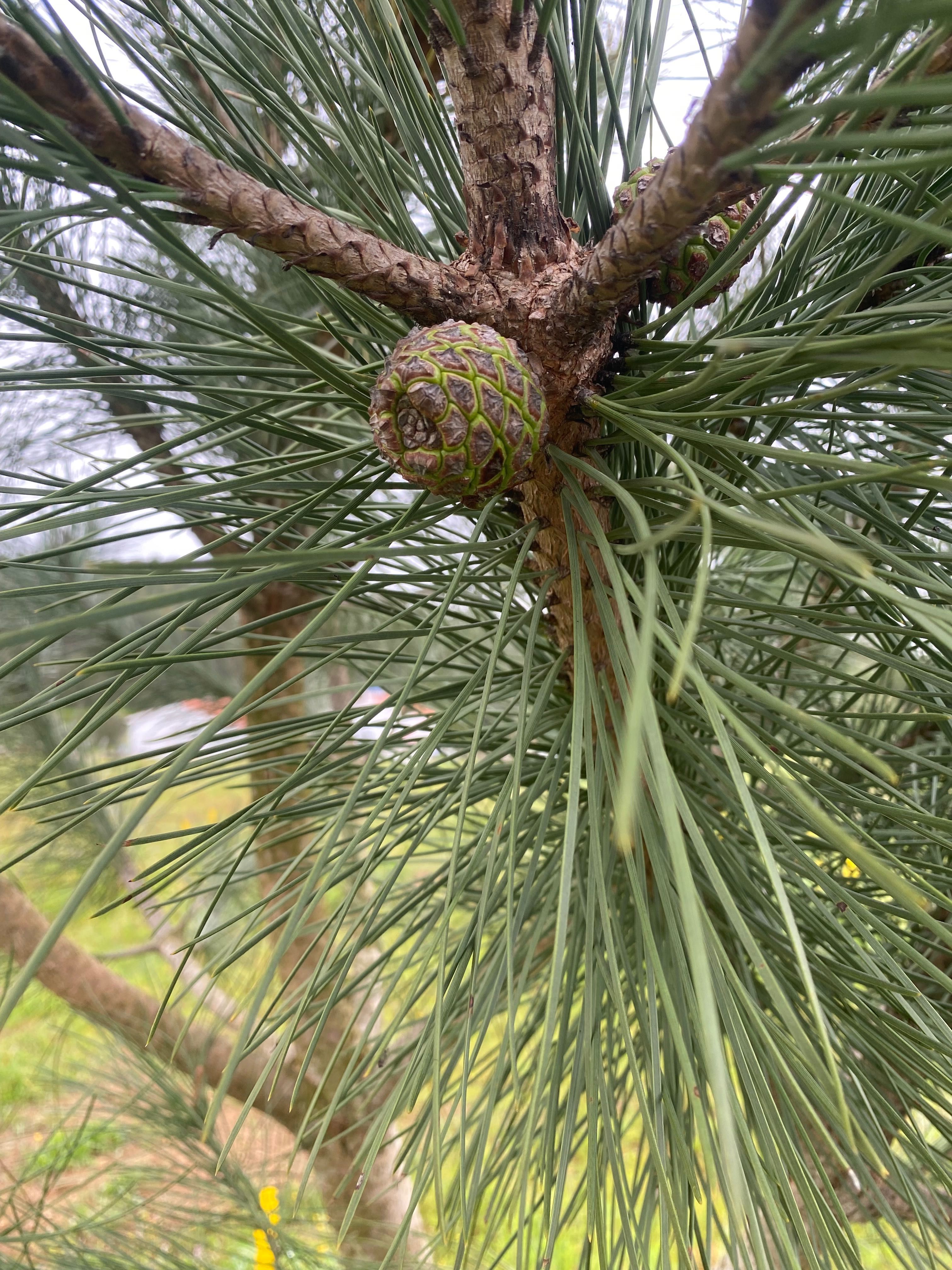 Enxertos Pinheiro Manso