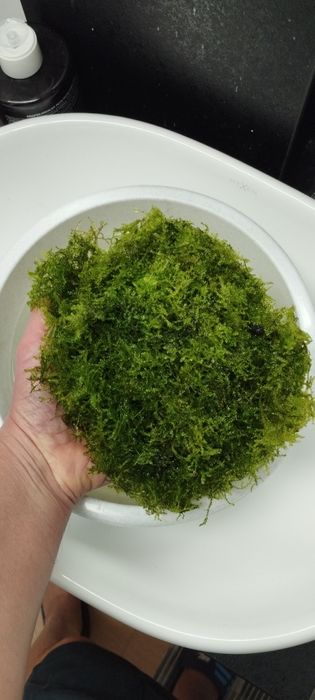 Mech Java. Duża ilość !