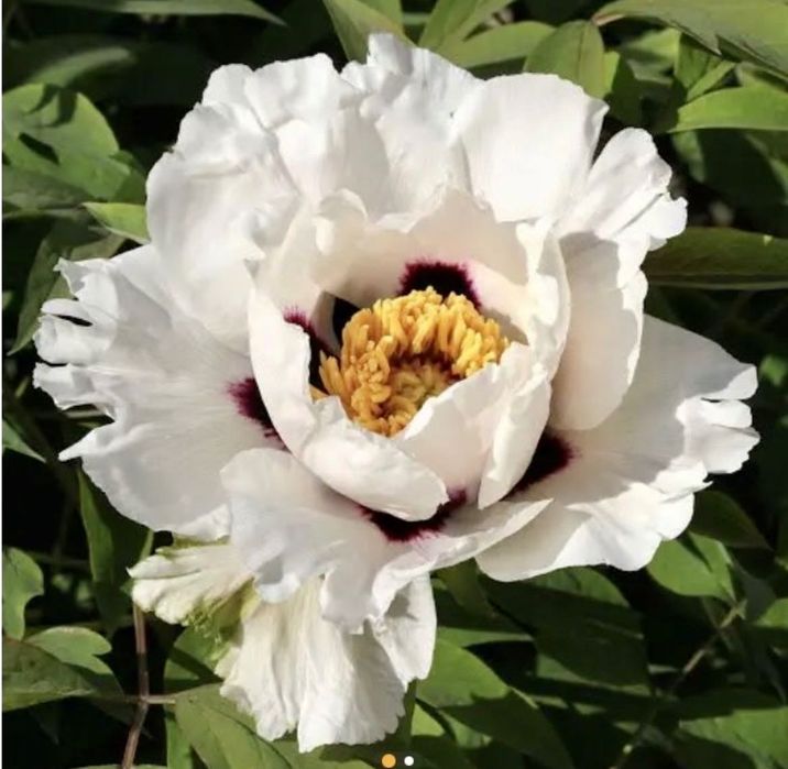 Рождественник. Бругмансия. Клематис.