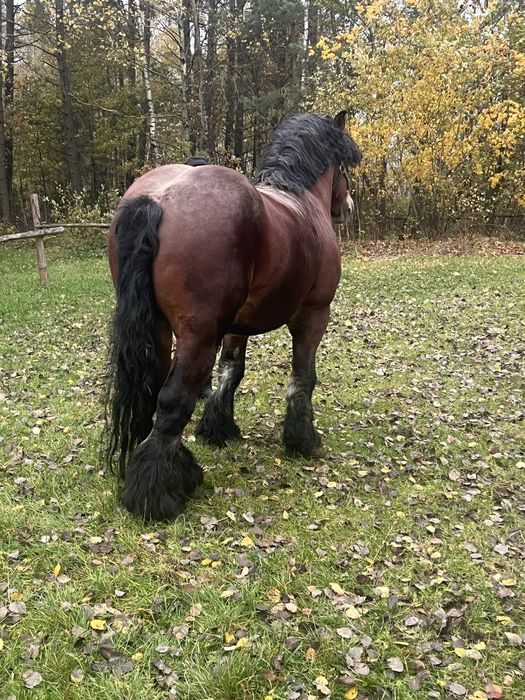mam na sprzedaz ogiera  zimnokrwistego typ sztumski