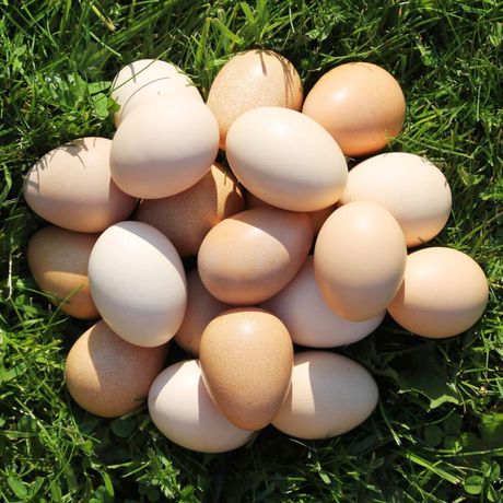 Jaja jajka wiejskie z wolnego wybiegu