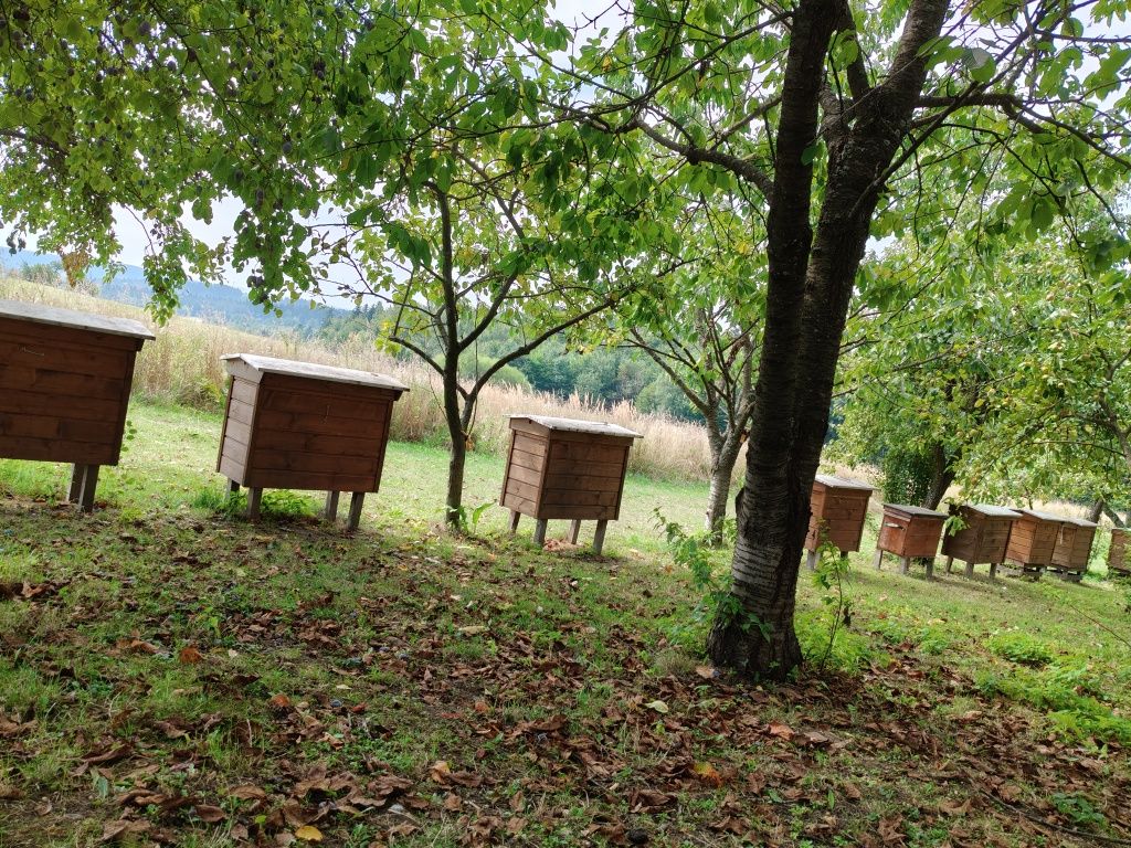 Miód spadziowy 2024 Bieszczady