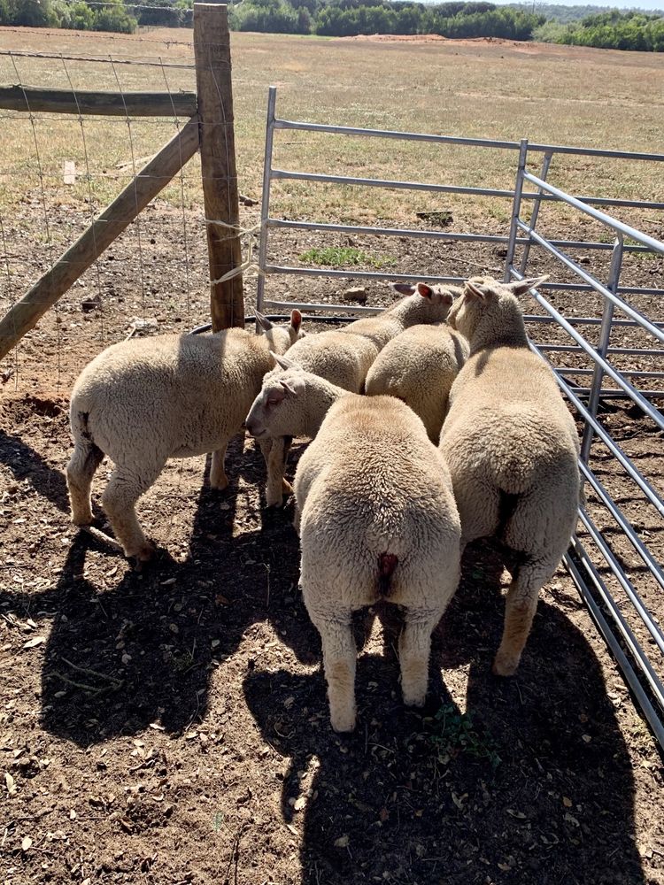 Borregos Charoleses (Charollais) Puros