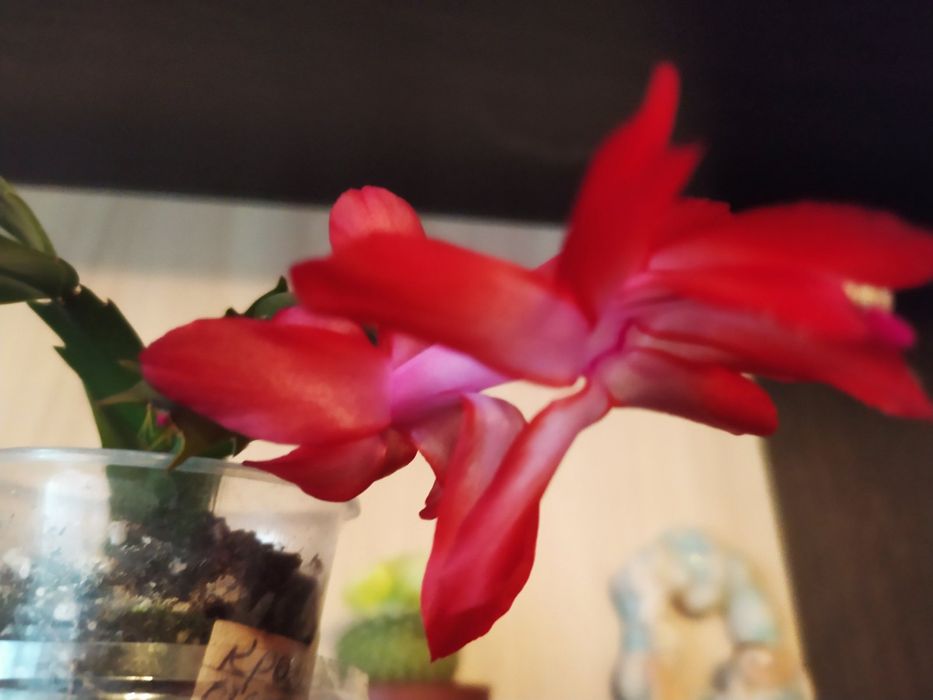 Продам рождественик, шлюмбергера, сигменти. Є деякі вкорінені.