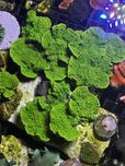 6 Montipota Toxic Green Fluo Talerz Akwarium Morskie Koralowiec Sps