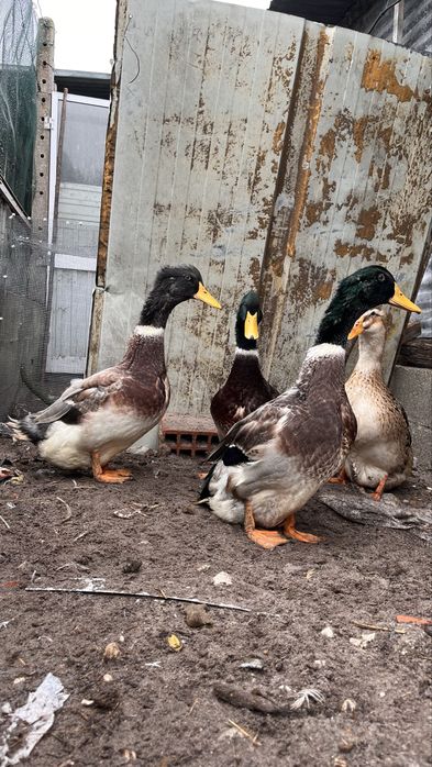 Patos Rouen machos