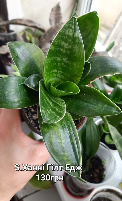 Сансевієрії. Домашні дітки