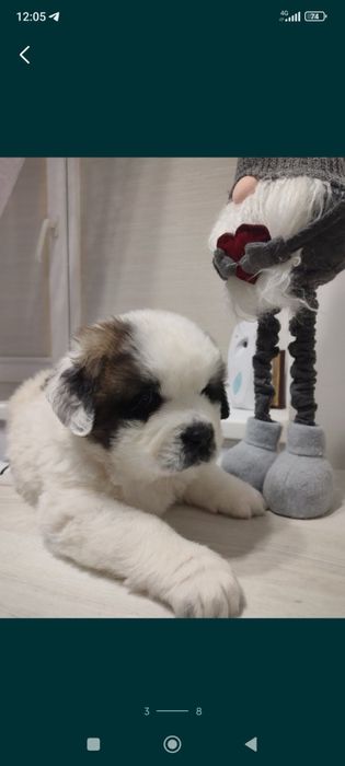 Щенки Московские стороживые