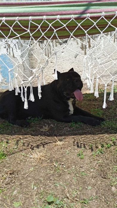 Кобель Кане-корсо вязка