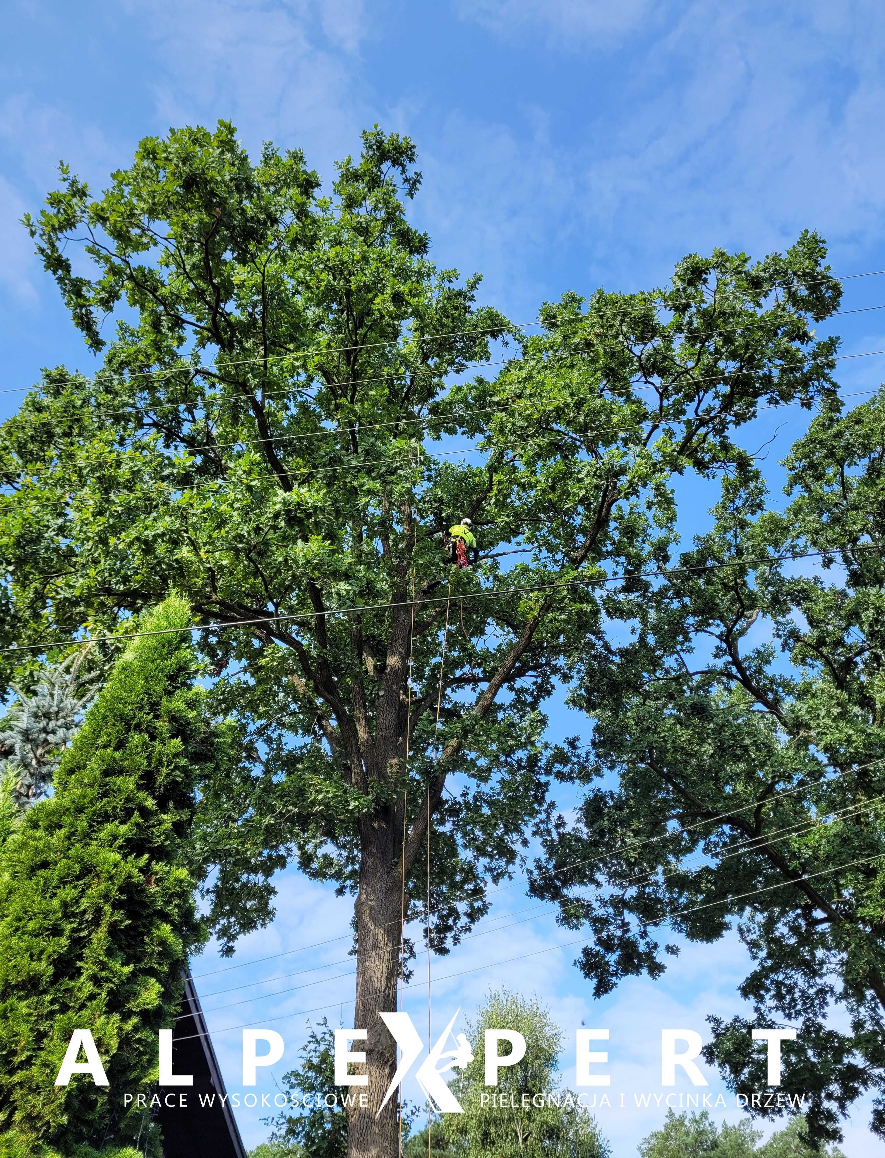 Wycinka Drzew Pielęgnacja Drzew Rębak Podnośnik Arborysta Alpinista