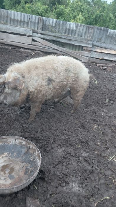 Продам кнура,кабана