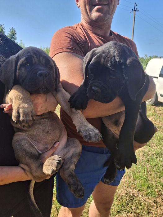 корсики з документами