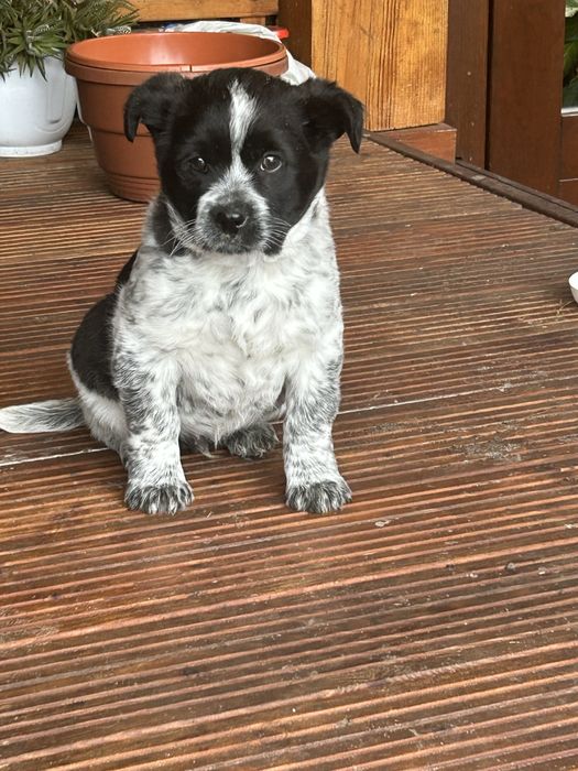 Oddam za darmo szczeniaki