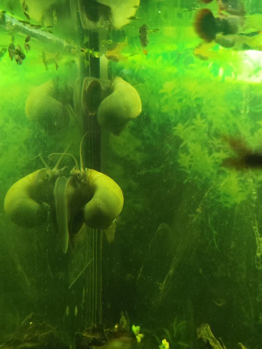 Amplularia azul caracol