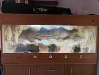 Terrarium dla agam brodatych