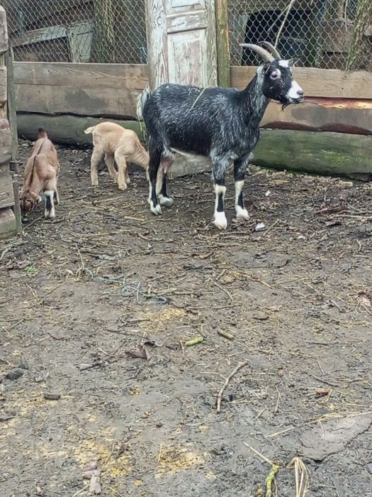 Коза кітна Негирийская