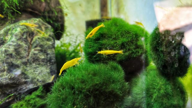 Krewetki Neocaridina Yellow Neon