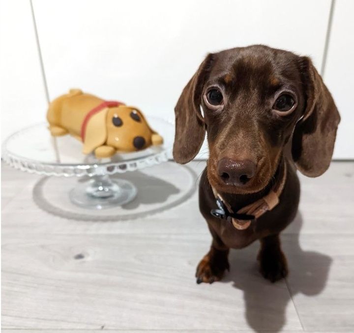 Шоколадні таксята бронювання.