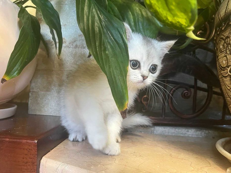 Блакитноока срібна красуня британка