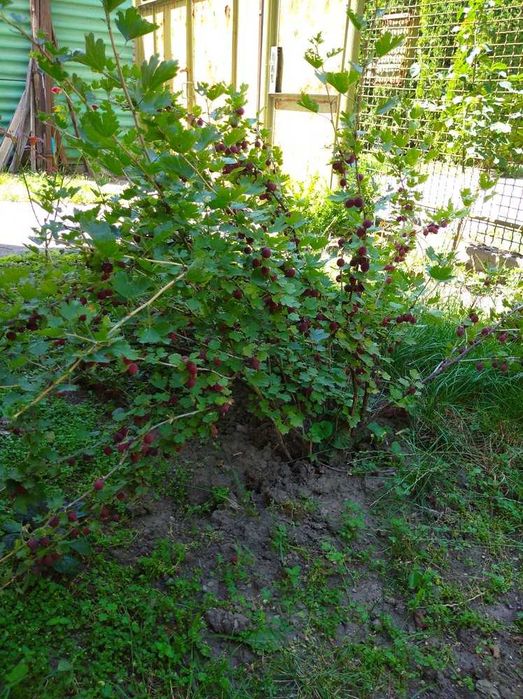 Саженцы крыжовника.